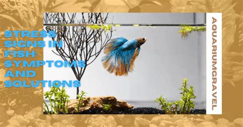 Fish Behavior in Aquarium: Signs of Stress and Solutions.